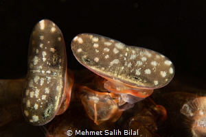 Giant mantis shrimp eyes. by Mehmet Salih Bilal 